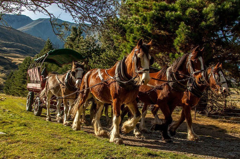 découvrez tout sur le cheval de trait : ses caractéristiques, ses races populaires, son rôle dans l’agriculture et le transport, ainsi que ses atouts pour l’attelage et les loisirs.