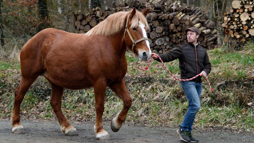 découvrez tout sur le cheval de trait : ses origines, ses caractéristiques imposantes, son rôle dans l’agriculture et la traction, ainsi que les races les plus appréciées en france. idéal pour les passionnés d’équidés et d’histoire rurale.