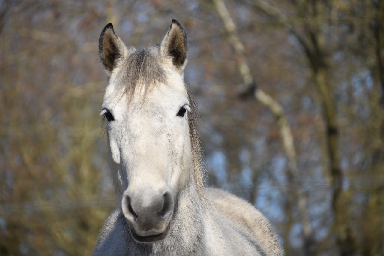 découvrez nos conseils pratiques pour bien choisir un cheval adapté à vos besoins, que vous soyez cavalier débutant ou confirmé. suivez nos étapes pour sélectionner le compagnon idéal.