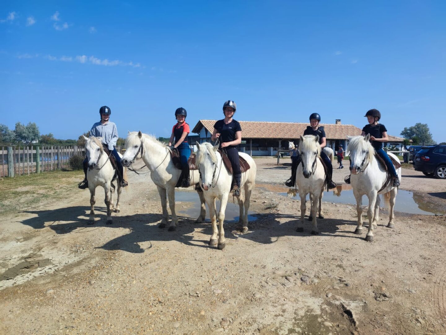 découvrez tout sur l'élevage de poneys : conseils, bonnes pratiques, alimentation et soins pour assurer le bien-être et la santé de vos poneys. idéal pour éleveurs amateurs ou passionnés.