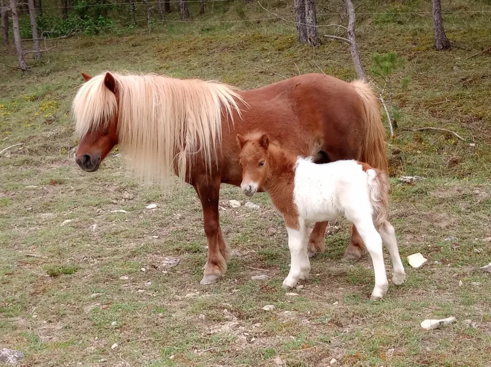 découvrez nos conseils et astuces pour l’élevage de poneys : alimentation, soins, environnement et bien-être de vos animaux. adoptez les bonnes pratiques pour élever des poneys heureux et en bonne santé.