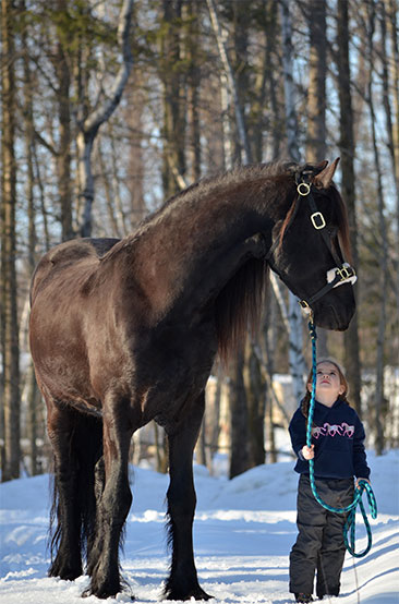 découvrez le frison, une race de cheval majestueuse reconnue pour sa beauté, sa puissance et son élégance. apprenez tout sur ses origines, ses caractéristiques et son usage dans l'équitation et les spectacles.
