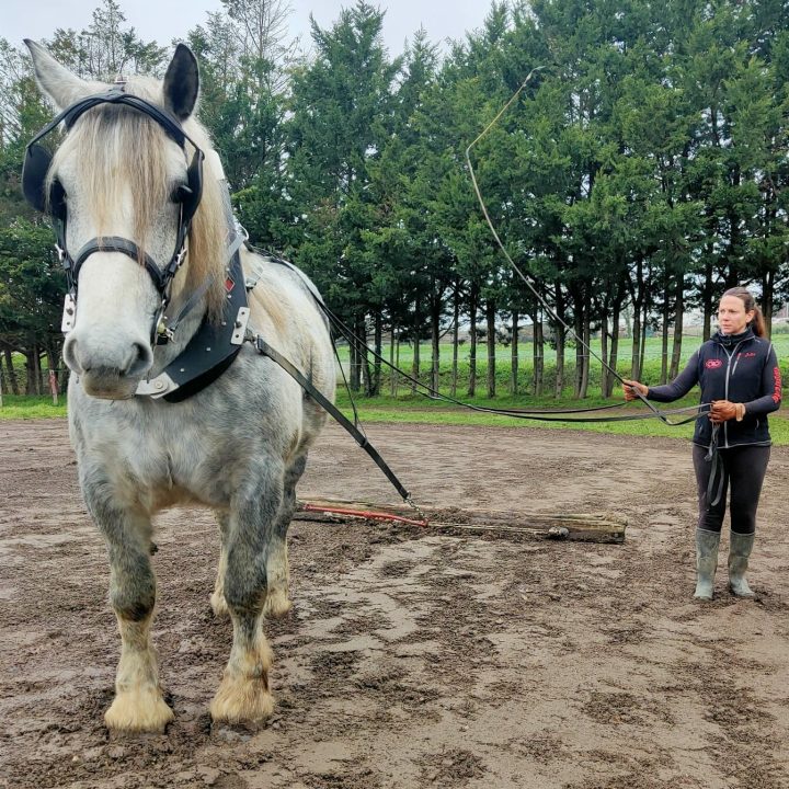 découvrez le percheron, une race de cheval de trait français réputée pour sa force, sa robustesse et sa polyvalence, idéale pour l’agriculture, les travaux agricoles et les loisirs équestres.