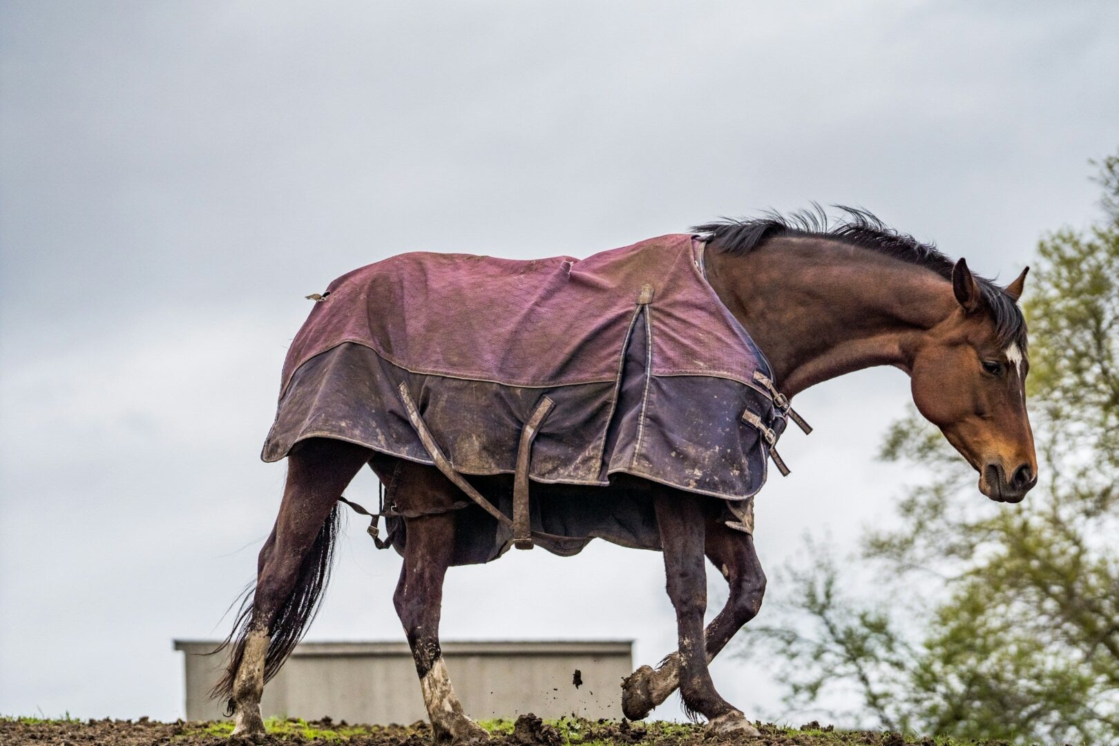 découvrez comment bien choisir votre assurance cheval pour protéger efficacement votre animal grâce à nos conseils et comparatifs adaptés à vos besoins.