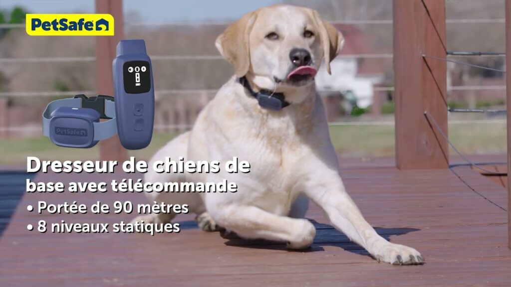 découvrez les bases du dressage de chien efficace pour un apprentissage rapide et durable. techniques simples et conseils pratiques pour un compagnon obéissant et heureux.