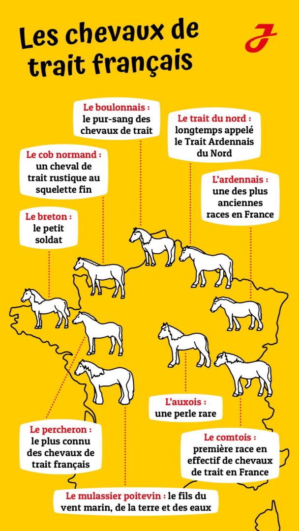 découvrez les origines du cheval breton et ses différents usages traditionnels et modernes, un symbole de la culture équestre bretonne.