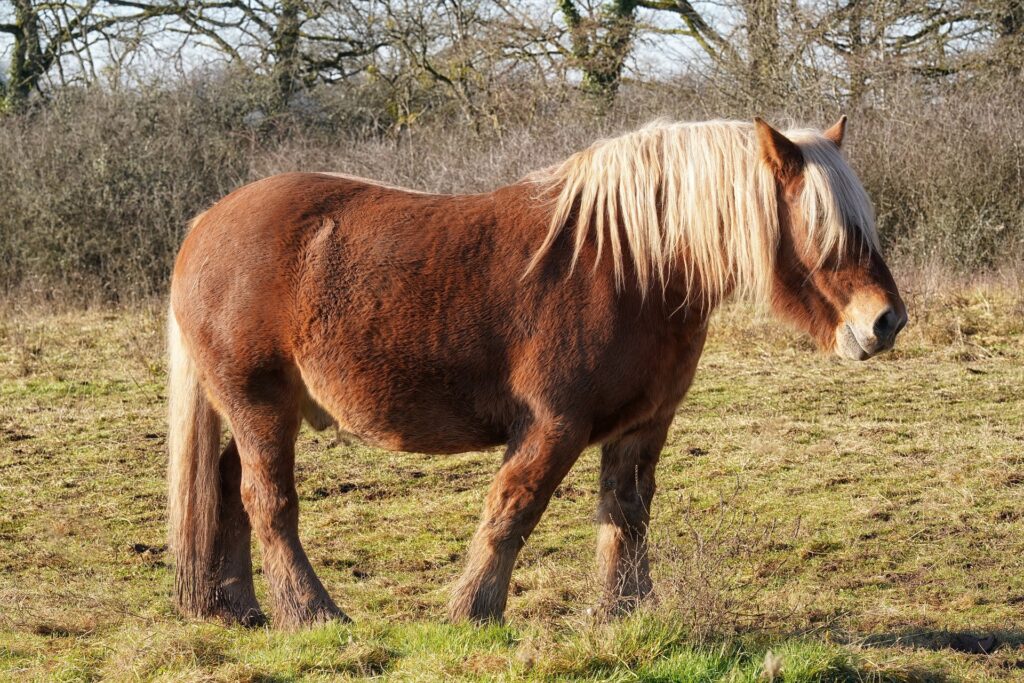 découvrez tout sur le cheval comtois : histoire, caractéristiques, soins et utilisation dans notre guide complet dédié à cette race robuste et polyvalente.
