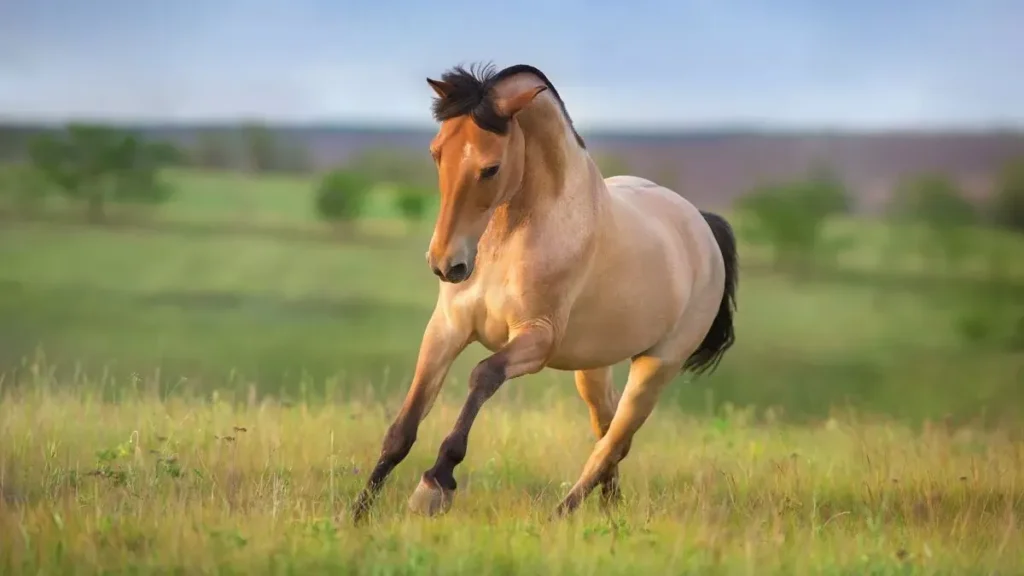 découvrez les caractéristiques du cheval isabelle : robe, origine, tempérament et soins spécifiques de cette race unique.