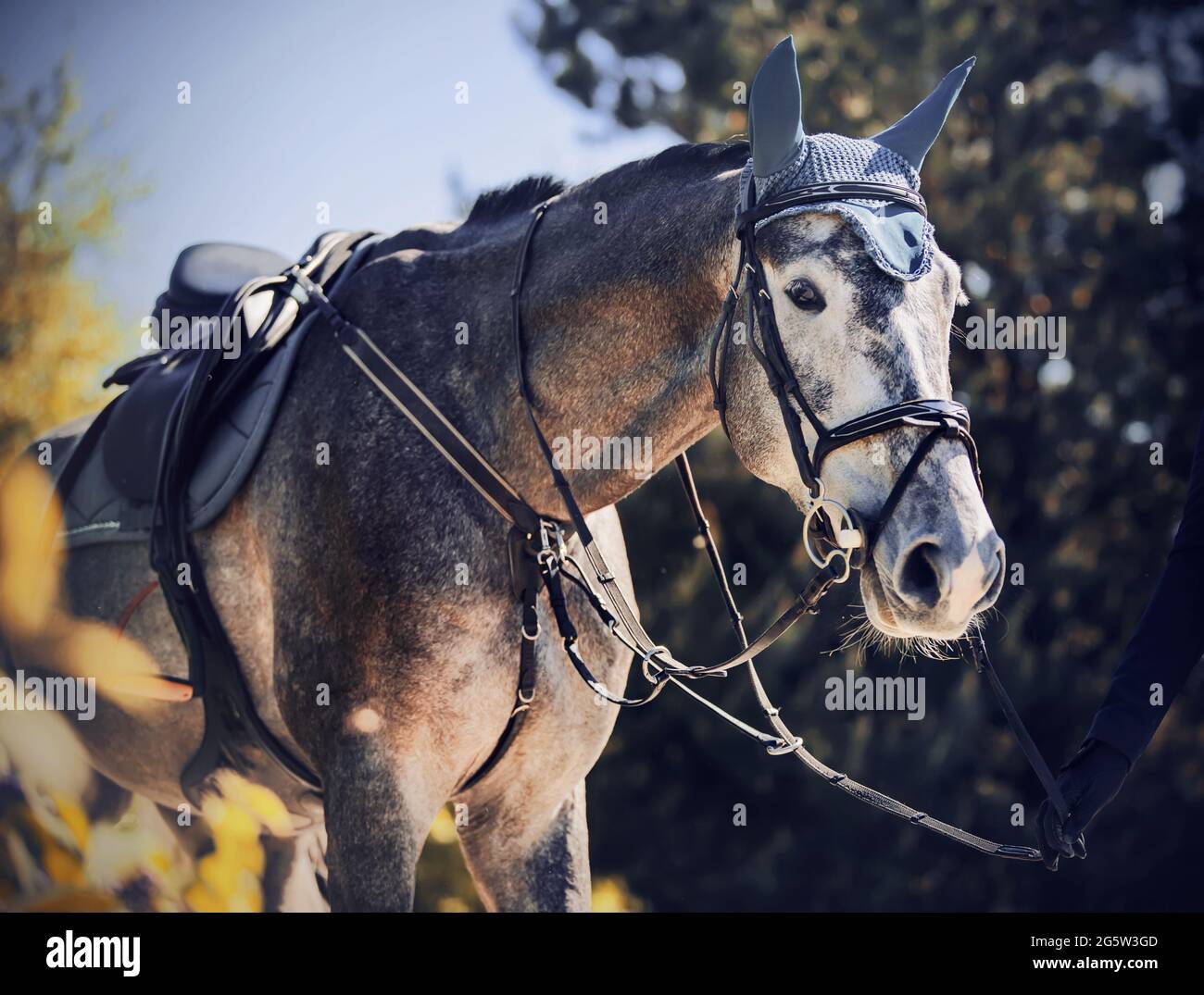 découvrez le cheval le plus beau, un véritable symbole de grâce et d'élégance. plongez dans l'univers fascinant de ces magnifiques chevaux aux allures majestueuses.