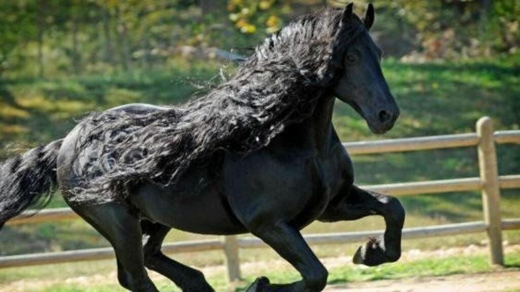découvrez les chevaux les plus beaux, leurs caractéristiques remarquables et ce qui les rend uniques parmi toutes les races.