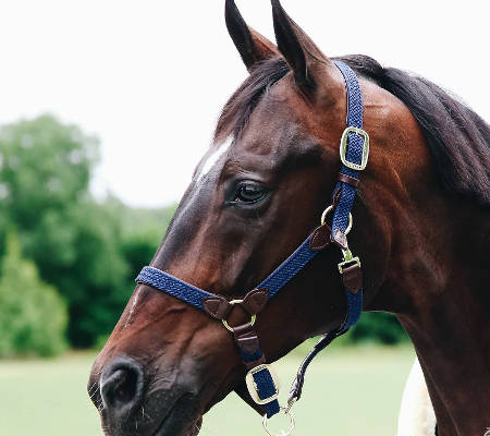 découvrez quel est le cheval le plus cher au monde et les raisons qui expliquent son prix exceptionnel, entre pedigree, performance et rareté.