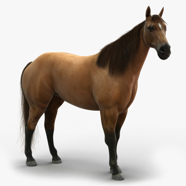 découvrez quel est le cheval le plus cher au monde et les raisons qui expliquent son prix exceptionnel, entre pedigree, performances et rareté.