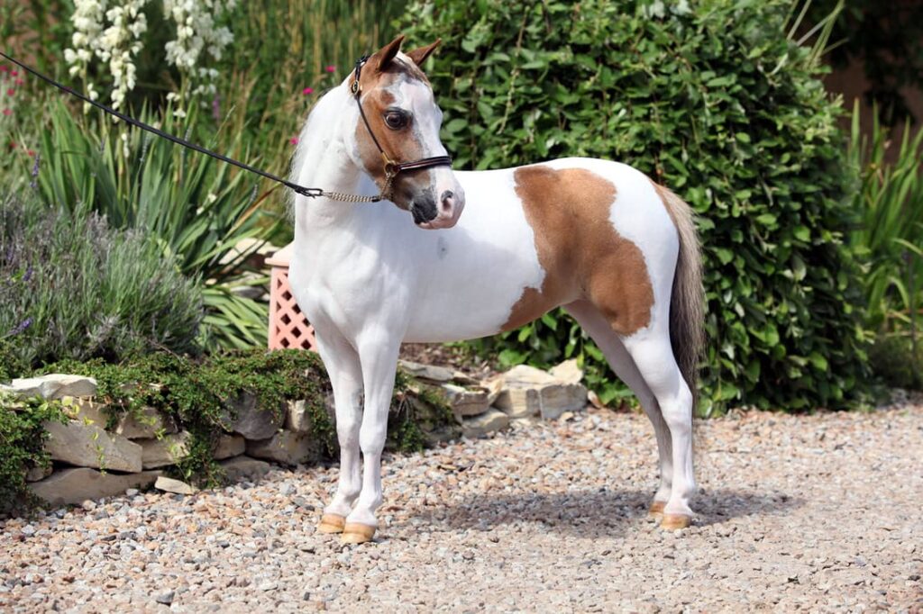 découvrez notre guide complet sur le cheval miniature : caractéristiques, soins, élevage et conseils pour bien débuter avec ces chevaux uniques.