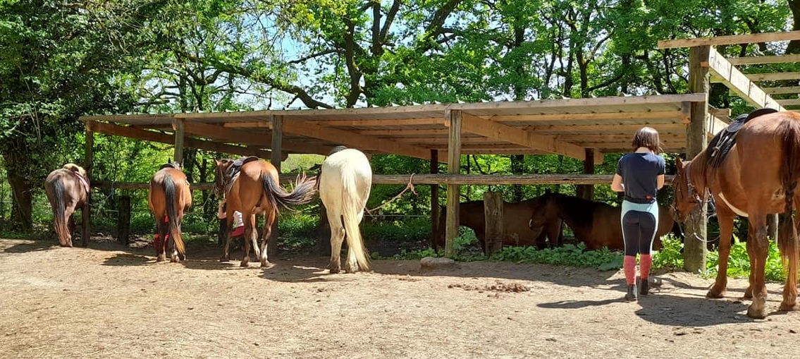 découvrez comment choisir une écurie proche pour votre cheval, en tenant compte du confort, de la sécurité et des services offerts pour assurer son bien-être au quotidien.