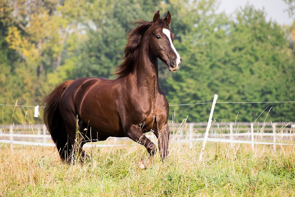 découvrez comment choisir la robe idéale pour votre cheval en fonction de ses besoins, de la saison et de son confort. guide complet pour bien protéger et habiller votre cheval.