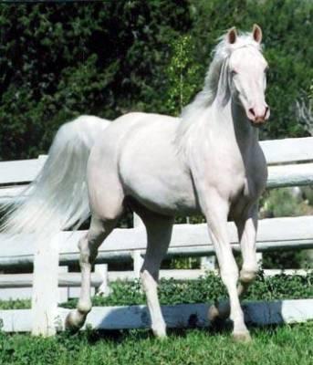 découvrez comment choisir la robe idéale pour votre cheval en fonction de ses besoins et de son environnement. guide complet pour bien choisir sa couverture équine.