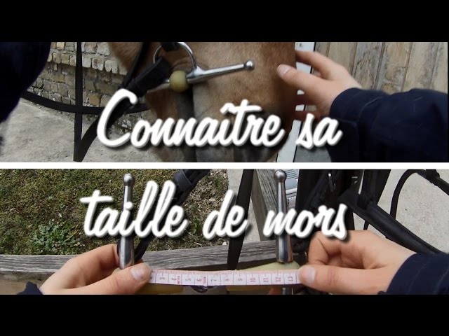découvrez comment choisir le mors idéal pour votre cheval afin d'assurer confort et contrôle lors de vos séances d'équitation.