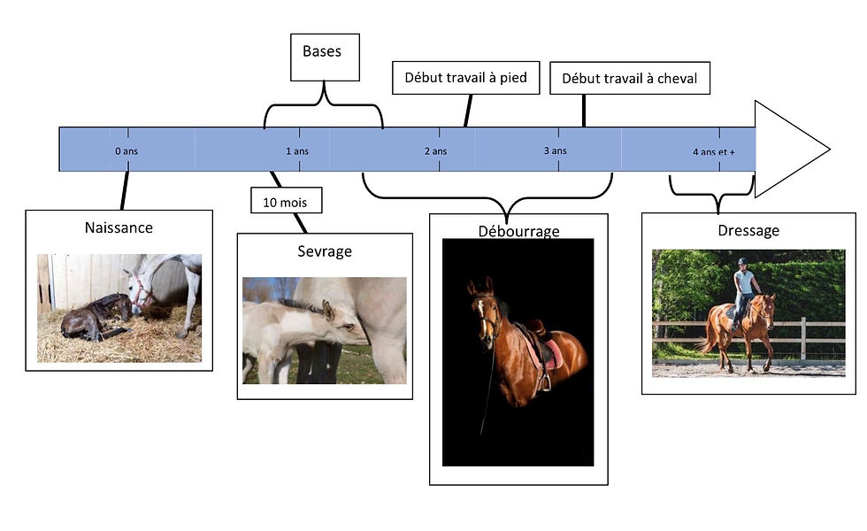 découvrez les conseils clés pour un débourrage de cheval réussi, alliant sécurité et respect pour un partenariat durable.