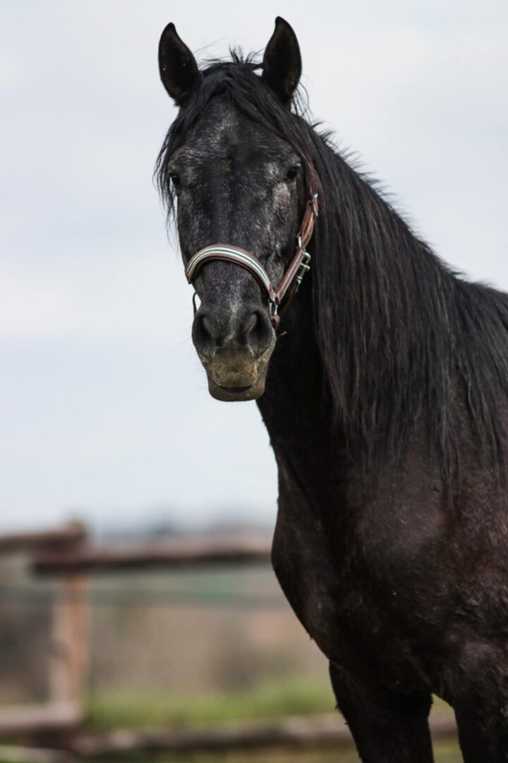 découvrez notre guide débutant complet sur la demi-pension cheval, idéal pour apprendre les bases et profiter pleinement de cette formule d'équitation.