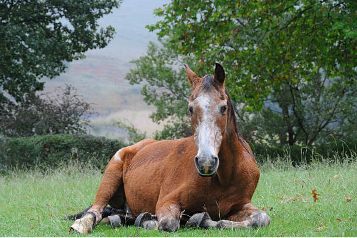 découvrez l'espérance de vie des chevaux, les facteurs qui influencent leur longévité et comment prendre soin de votre cheval pour assurer une vie saine et longue.