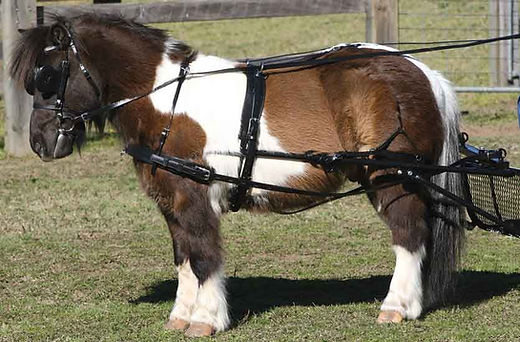 découvrez notre guide complet du mini cheval : soins, alimentation, habitat, et conseils pour bien élever et comprendre ce petit cheval adorable.