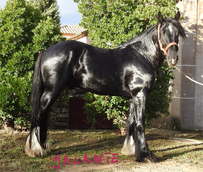 découvrez l'histoire fascinante et les caractéristiques uniques du cheval shire, une race majestueuse reconnue pour sa puissance et sa gentillesse.