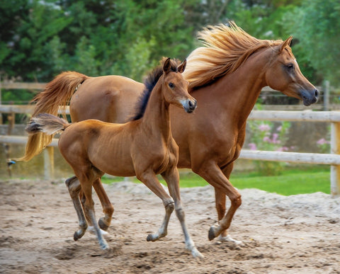 découvrez les meilleures races de chevaux pour l'équitation, adaptées à tous les niveaux et styles de pratique, pour une expérience équestre optimale.