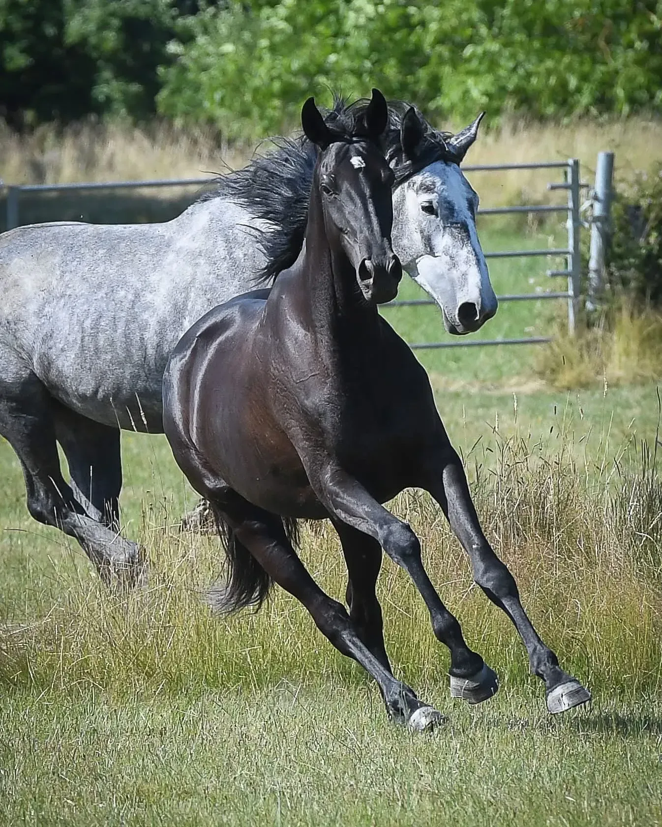 découvrez les meilleurs centres équestres à paris, adaptés aux débutants comme aux cavaliers confirmés, pour apprendre et pratiquer l'équitation en toute confiance.