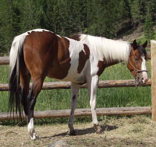 découvrez l'origine, les caractéristiques distinctives et les meilleures pratiques d'élevage du paint horse, une race de cheval appréciée pour sa beauté et sa polyvalence.