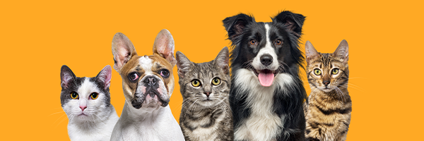 découvrez le mode d'emploi du phosphaluvet pour chien, son utilisation, les précautions à prendre et nos conseils pour soulager les troubles digestifs de votre animal en toute sécurité.