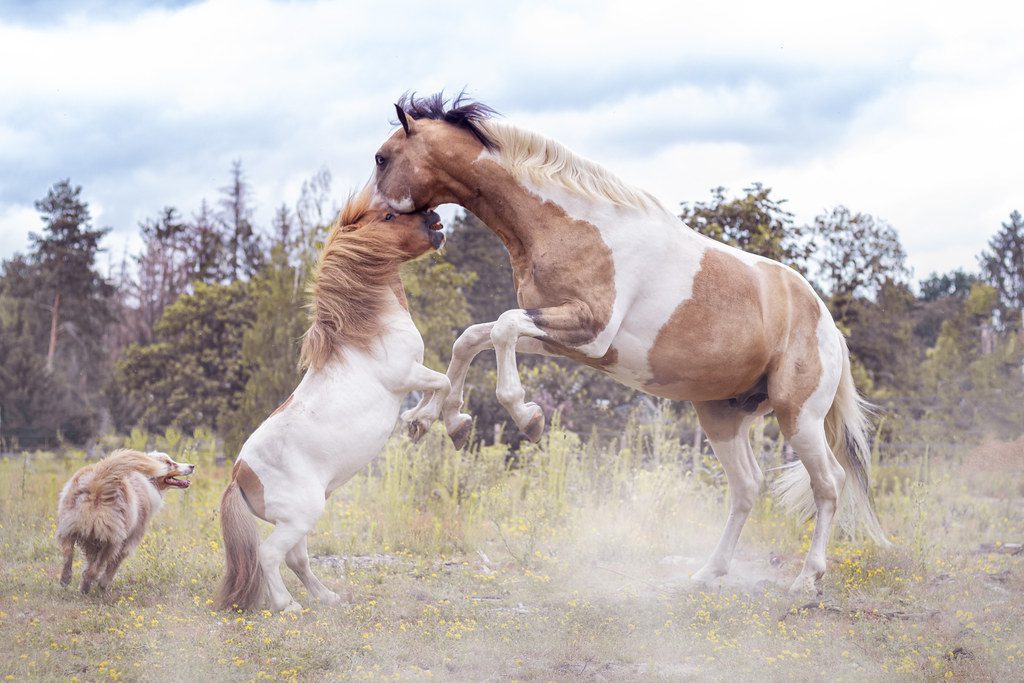 découvrez nos astuces pour photographier les chevaux avec élégance et capturer leur beauté naturelle en toute simplicité.