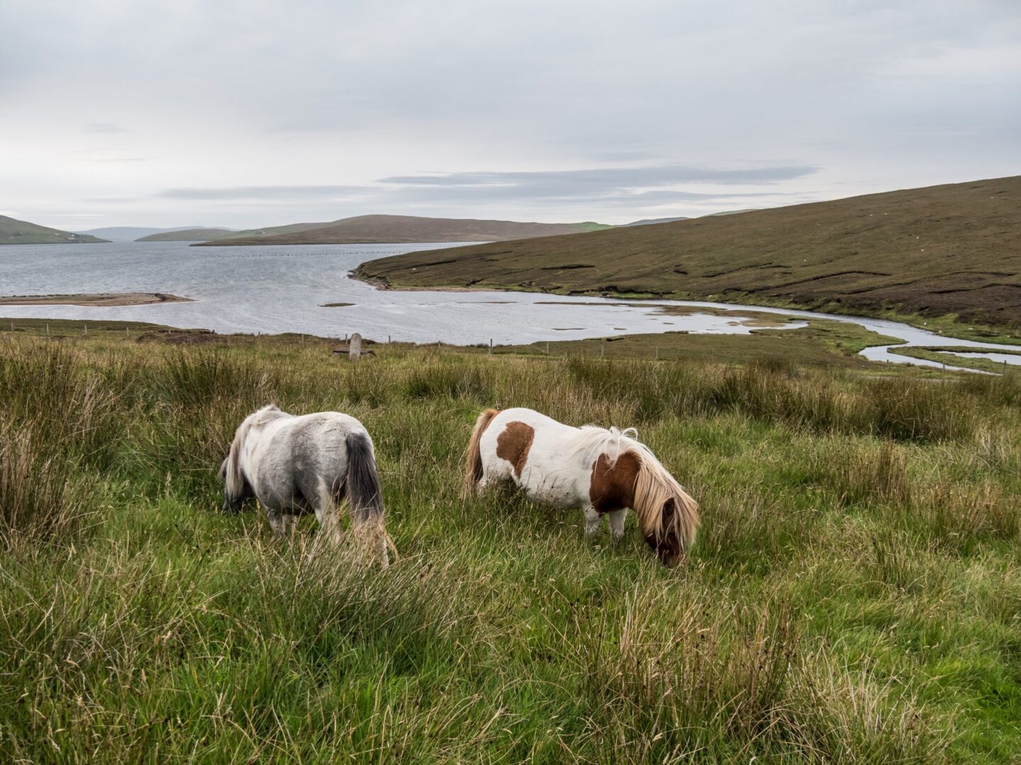 découvrez tout sur le poney shetland : ses origines, son caractère, les soins à lui apporter et pourquoi il est idéal pour les enfants. guide complet pour adopter un shetland en toute confiance.