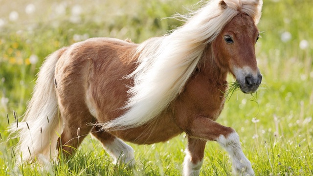 découvrez tout sur le poney shetland : origine, caractère, conseils d’élevage et soins adaptés pour ce petit cheval robuste, idéal pour les enfants et l’initiation à l’équitation.