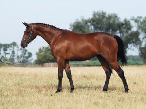 découvrez tout sur le selle français, une race de cheval reconnue pour sa polyvalence et son élégance. informations détaillées, caractéristiques et utilisations.