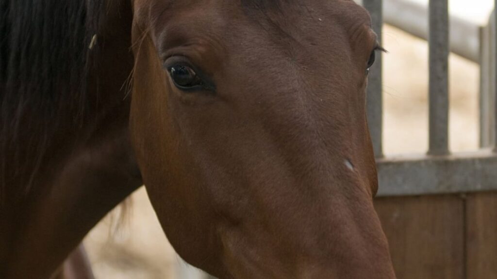 découvrez tout sur la race de cheval selle français : caractéristiques, histoire, usages et conseils d'élevage.