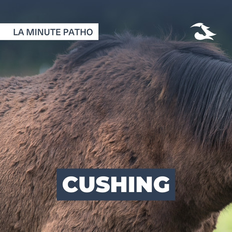 découvrez les symptômes du syndrome de cushing chez le cheval et les options de traitement efficaces pour assurer sa santé et son bien-être.