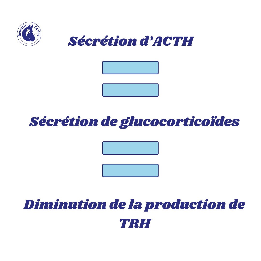 découvrez les symptômes du syndrome de cushing chez le cheval et les options de traitement pour assurer sa santé et son bien-être.