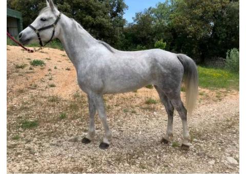 découvrez l'efficacité du butox pour chevaux et les précautions essentielles à suivre pour assurer la sécurité et le bien-être de vos animaux.