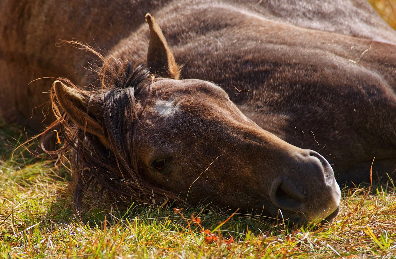 découvrez les causes, symptômes et méthodes de prévention des coliques chez le cheval pour assurer sa santé et son bien-être au quotidien.