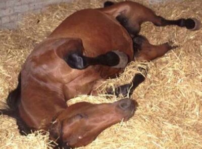 découvrez les causes, symptômes et méthodes de prévention des coliques chez le cheval pour assurer sa santé et son bien-être.