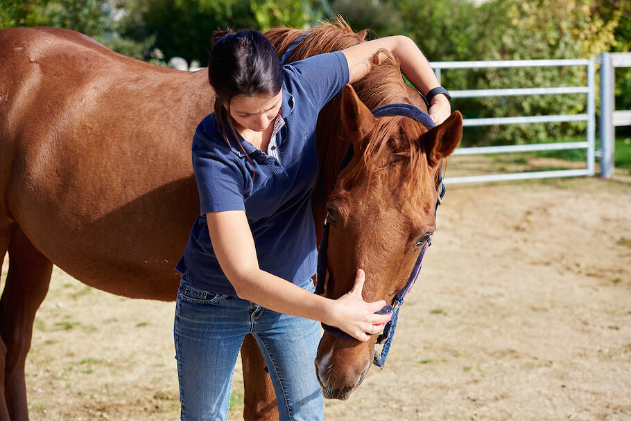 consultez un ostéopathe équin pour assurer le bien-être et la santé optimale de votre cheval grâce à des soins adaptés et personnalisés.