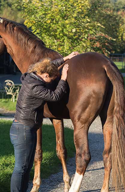 consultez un ostéopathe équin pour améliorer le bien-être et la mobilité de votre cheval grâce à des soins adaptés et personnalisés.