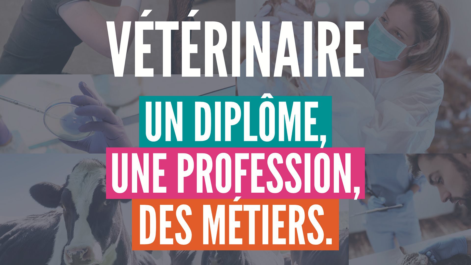 découvrez le parcours, les conditions d’admission et les débouchés des écoles vétérinaires pour réussir votre carrière dans le domaine animalier.