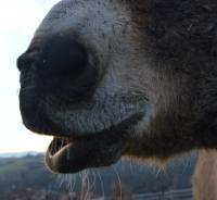 participez à notre forum cheval pour échanger conseils et expériences afin de trouver le cheval idéal qui correspond à vos besoins et attentes.