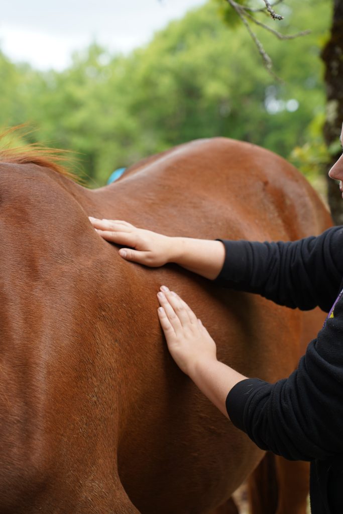 découvrez notre forum cheval pour échanger, partager et trouver le cheval idéal qui correspond à vos besoins et envies. conseils d'experts et passionnés vous attendent.
