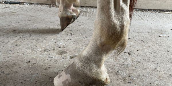 découvrez les meilleures pratiques pour réussir la saillie du cheval et assurer une reproduction efficace et saine.