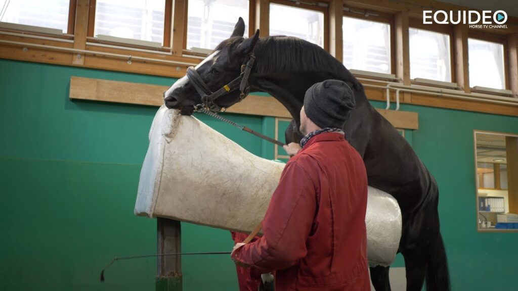 découvrez nos conseils pratiques et étapes clés pour réussir la saillie du cheval et optimiser la reproduction équine en toute sérénité.