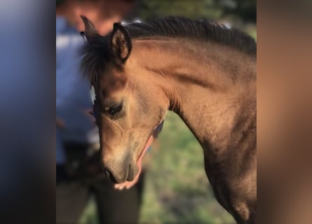 découvrez nos conseils essentiels pour réussir la vente de votre cheval rapidement et au meilleur prix. guide complet pour attirer les bons acheteurs et finaliser la transaction en toute confiance.
