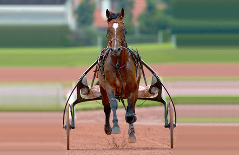 découvrez nos conseils pratiques pour réussir la vente de votre cheval rapidement et efficacement. maximisez vos chances avec une présentation optimale et une bonne communication.